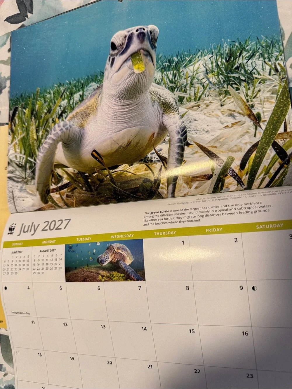 16 month Calendar.  2027